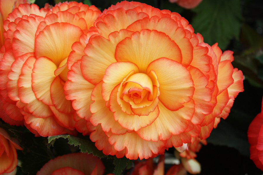 Ballarats Begonias